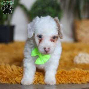 Maxime, Yorkie Poo Puppy